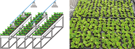使用例１.花苗・プラグ イメージ